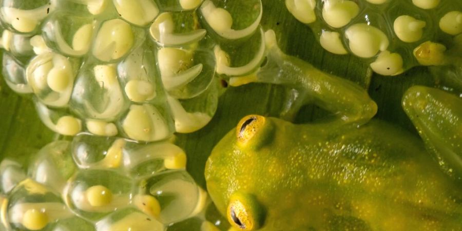 Ein Männchen der Glasfroschart Hyalinobatrachium valerioi beschützt Eier.
