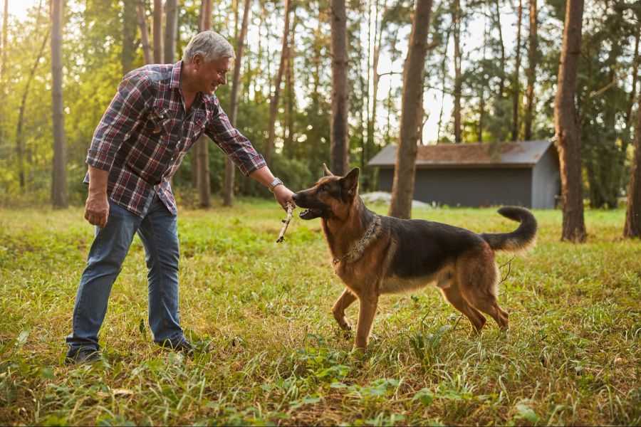 Hund, Herrchen, Verhalten, Bindung