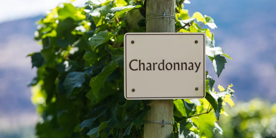 Chardonnay Reben Wein