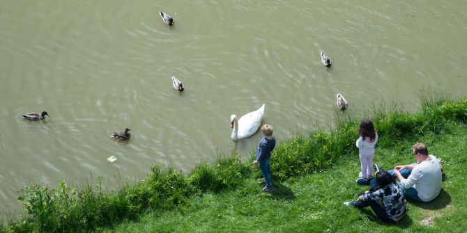 Wasser Kind Schwäne Enten Eltern füttern