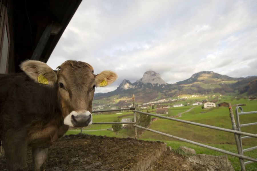 Mit der Massentierhaltungsinitiative wäre die Milchproduktion tierfreundlicher und an den natürlichen Ressourcen der Schweiz und der Kühe orientiert.