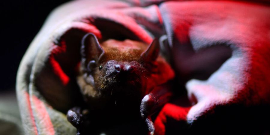 Auf zahlreichen Veranstaltungen können Naturfreunde bei der diesjährigen «Batnight» wieder in die Welt der Fledermäuse eintauchen.