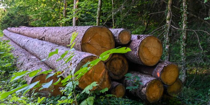 Erst ein Teil der Baumstämme sind für das Hallenbad geerntet. Holzstämme