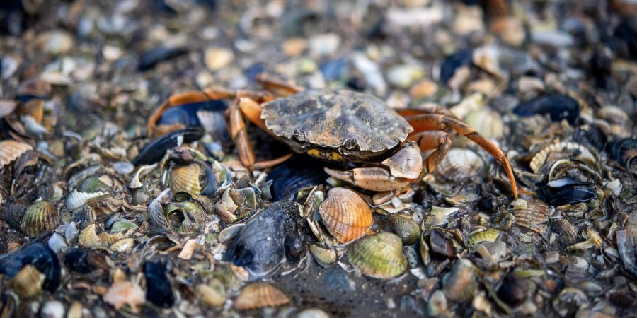Die Strandkrabbe gehört zu den «Small Five» des Wattenmeeres.
