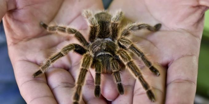 Vogelspinne auf Händen Vogelspinne auf Händen