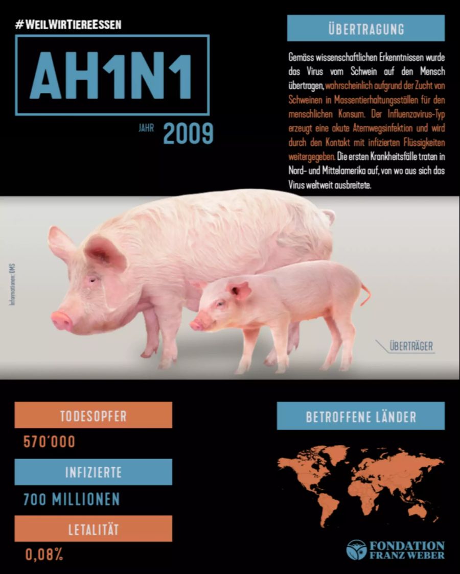 Der Influenza-A-Virus H1N1 gelangte vom Schwein auf den Menschen.