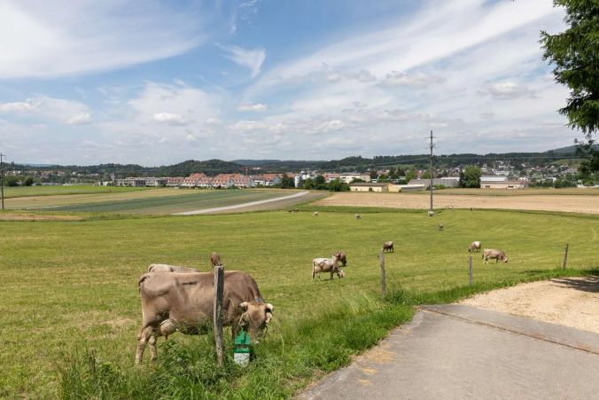 Die Kühe geniessen die grosse Weide.