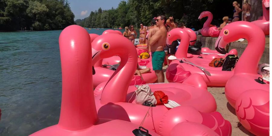 Über 80 Flamingos sind bereit für die Abfahrt auf der Aare bis ins Eichholz.