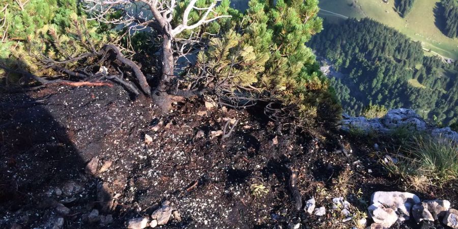 Auf der Alp Chlus in Appenzell geriet eine Föhre in Brand. Der Alphirt fällte den Baum und löschte diesen notdürftig.