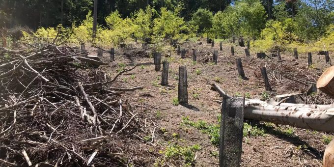 Sturmholz - Spuren von «Burglind» sind beseitigt
