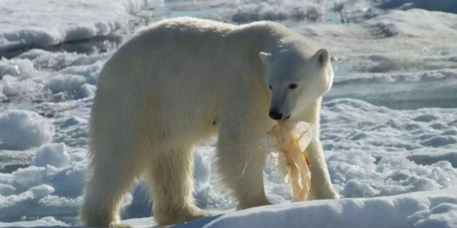 Die Eisbären nähern sich immer häufiger den Siedlungen. (Symbolbild)