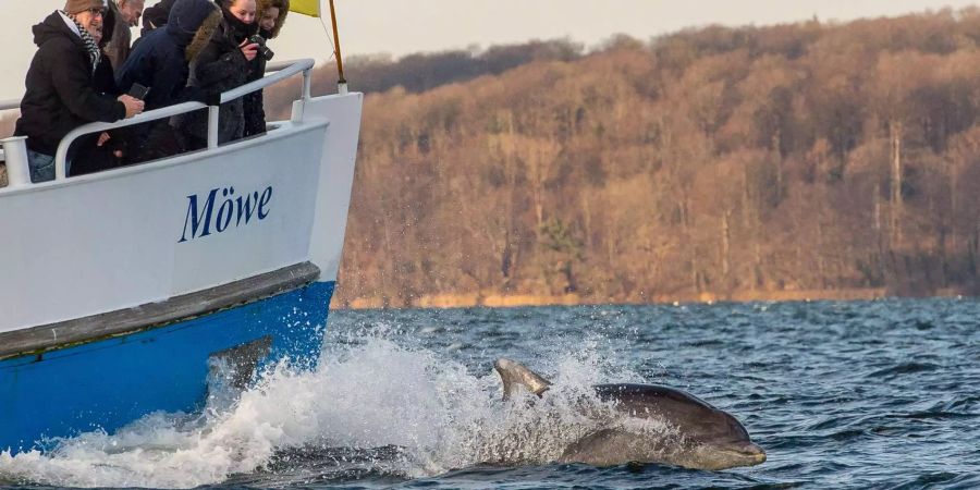 Laut dem Deutschen Meeresmuseums Stralsund tummeln sich die im Meer lebenden Säugetiere immer wieder in der Ostsee und begeistern die Einheimische und Touristen.