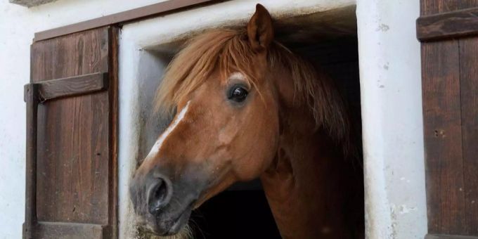 Ein Pferd in seinem Stall. (Archivbild) Pferd Stall