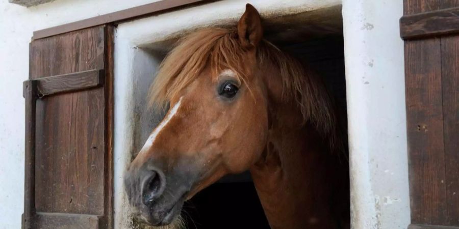 Pferd Stall