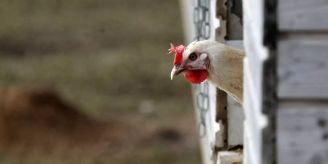 Frauenfeld TG - Vogelgrippe am Bodensee - Geflügelhalter müssen Ställe schützen