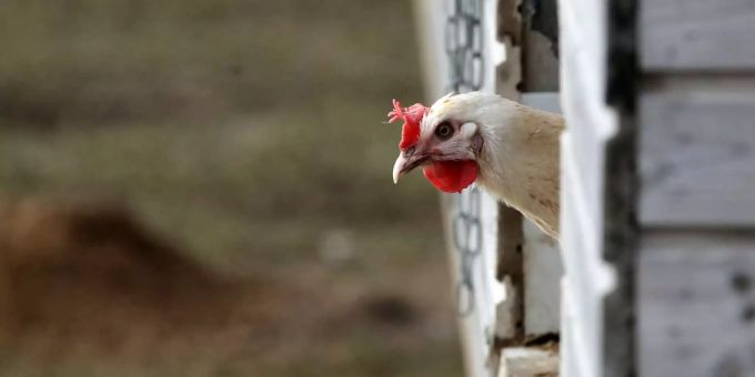 Im Zürcher Unterland wurde ein Vogelgrippe-Fall nachgewiesen. Nun reagieren Landwirte im Zürcher Weinland. Zürcher Weinland