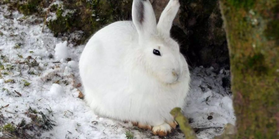 Ein Schneehase auf einem weissen Flecken