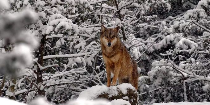 Ein Wolf im Schnee. wolf