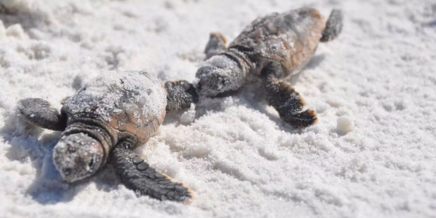 Frisch geschlüpfte Schildkröten am Strand. Bild: U.S. Air Force/Veronica McMahon