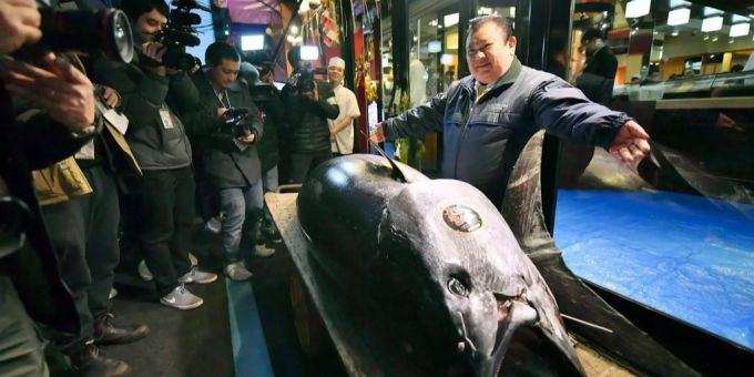 Der Chef der japanischen Sushi-Kette Sushi Zanmai, Kiyoshi Kimura, präsentiert den Medien den 3 Millionen Franken teuren Thunfisch.