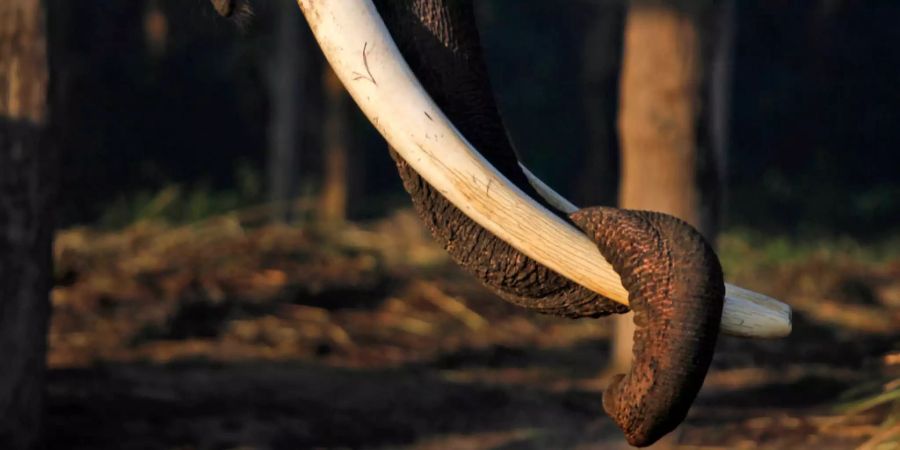 Ein Elefant in Chitwan, Nepal, legt seinen Rüssel auf sein Horn ab.
