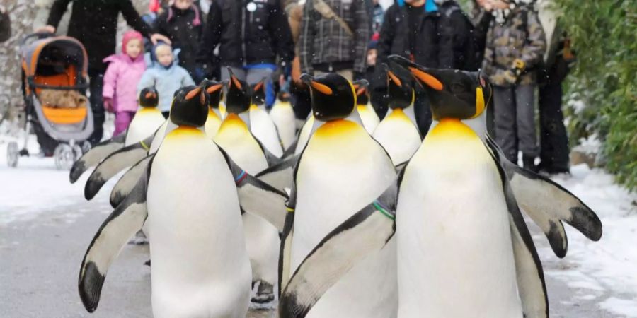 Die Königspinguine des Zürcher Zoos geniessen bei Minustemperaturen einen kleinen Spaziergang anlässlich der traditionellen Pinguinparade in Zürich.