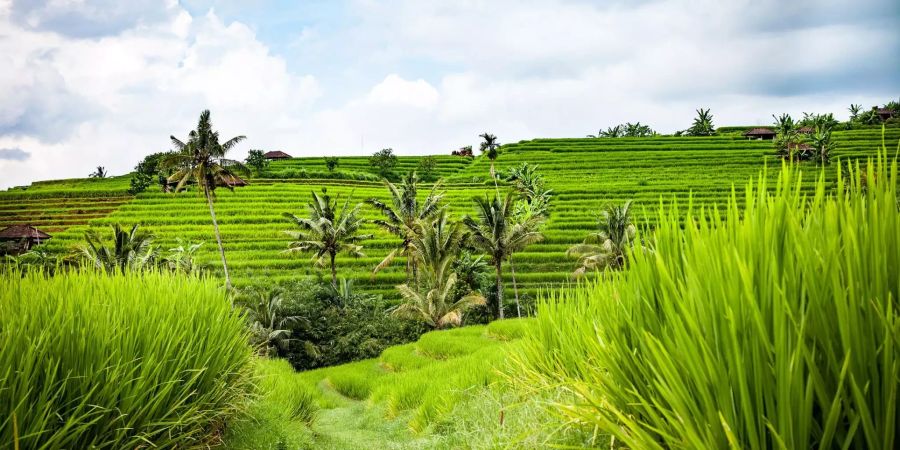 Das erwartet die Siegerin: Bali Reisterrassen Landschaft