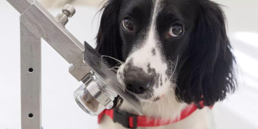 Freya schnüffelt an einer Geruchsprobe von einem Kind aus Gambia. Bleibt die Hündin bei der Probe sitzen, bedeutet das: Malaria. Bild: Durham University/Medical Detection Dogs/London School of Hygiene & Tropical Medicine