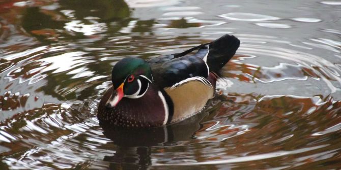 Eine Mandarinente schwimmt auf einem Teich im Central Park.