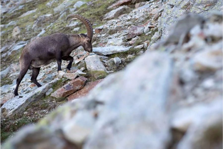 Auf der Jagd nach Steinböcken ist ein 66-jähriger Mann abgestürzt und ums Leben gekommen.