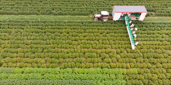 Neues Agrargesetz - US-Kongress legalisiert Hanfanbau in Landwirtschaft