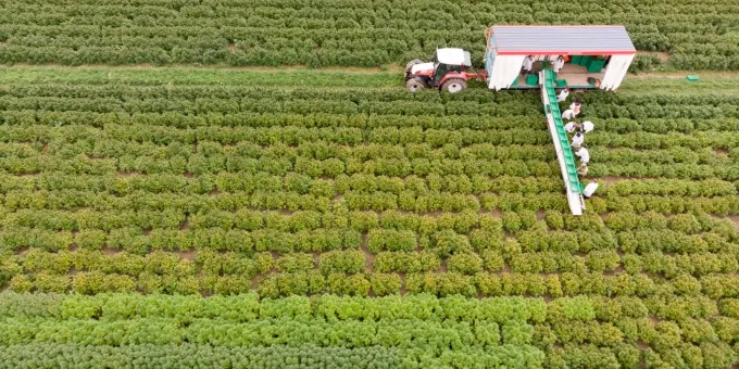 Us Kongress Legalisiert Landwirtschaftlichen Hanfanbau
