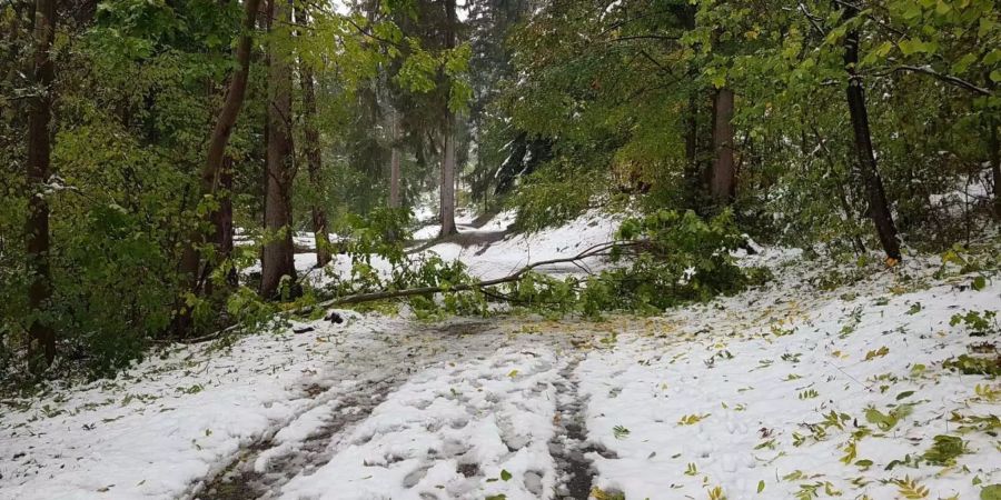 Schnee im Wald in Graubünden.