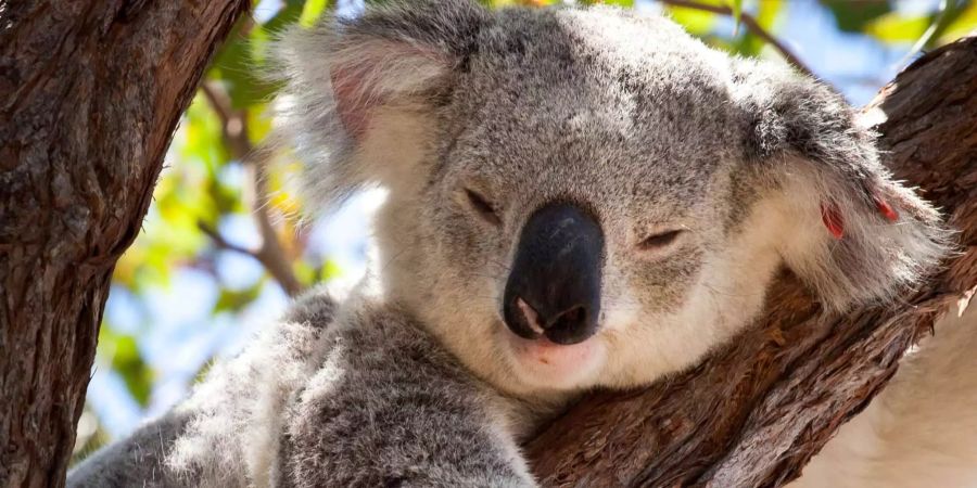 Koala Bär Australien