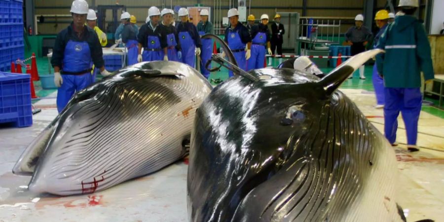 Japanische Arbeiter stehen hinter zwei gefangenen Zwergwalen in einer Fisch-Verarbeitungs-Fabrik in Kushiro (JPN).