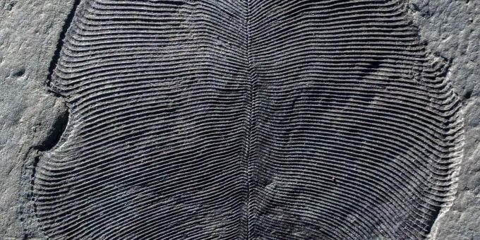 Seltsames Fossil - Forscher identifizieren das älteste bekannte Tier