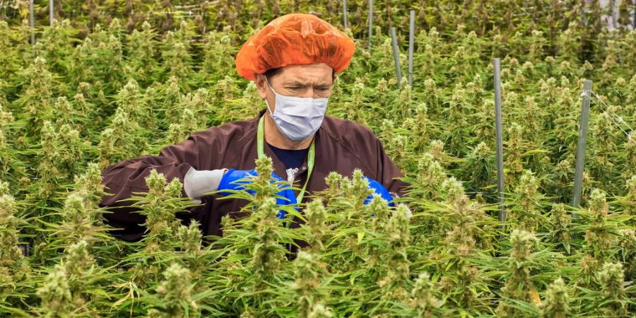 Darren Karasiuk, Vizepräsident von MedReleaf – einem lizenzierten kanadischen Cannabis-Produzent – steht in einer Indoor-Hanfplantage.