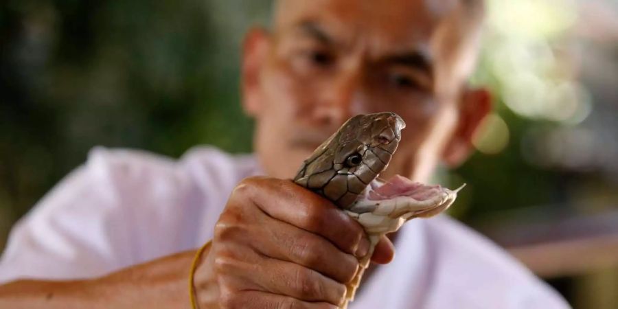 Vorsicht Schlange! Ein Thailänder wurde von seinem Haustier erwürgt.