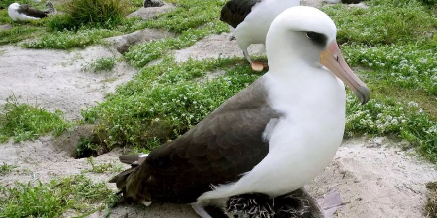 Das älteste Albatros-Weibchen der Welt wird nochmals Mutter (Symbolbild).