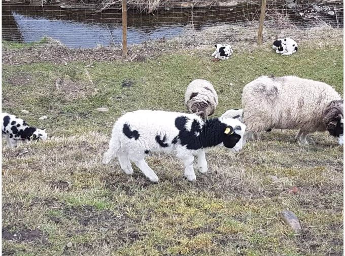 Die Tiere geniessen die ersten warmen Tage.