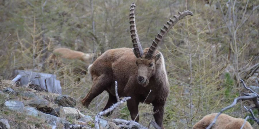 Die Steinböcke aus Pontresina lassen sich im Frühling jeweils aus nächster Nähe betrachten.