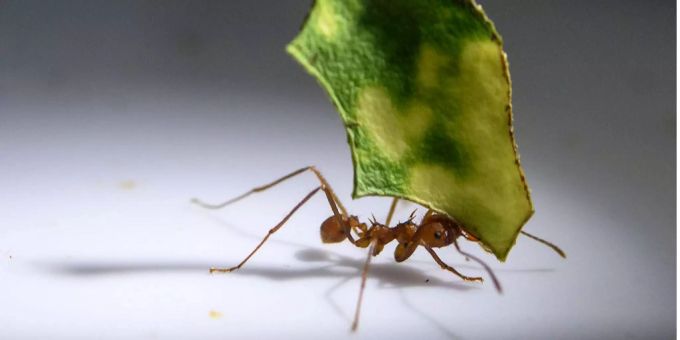Eine Ameise trägt ein Blatt. ameisen