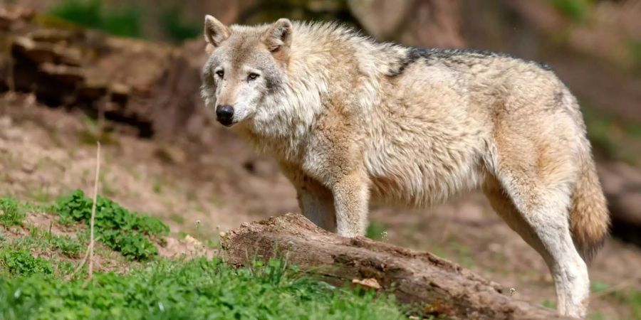 Die Forscher untersuchten für die Studie über 100 Raubtiere.