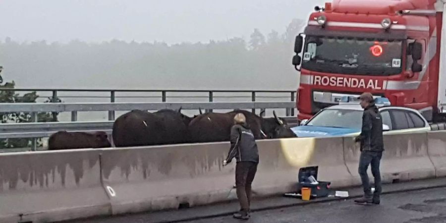 Keine Seltenheit: Rindviecher auf der Autobahn.