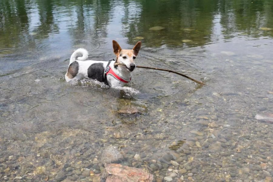 Hund in Aare