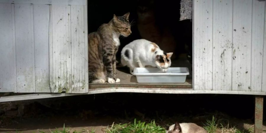 Drei Katzen an einer Wasserschale