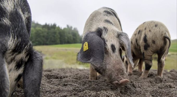 Vom Aussterben bedrohte Turopolje Schweine im ehemaligen Schlammweiher der Kibag in Edlibach im Kanton Zug. Schweine