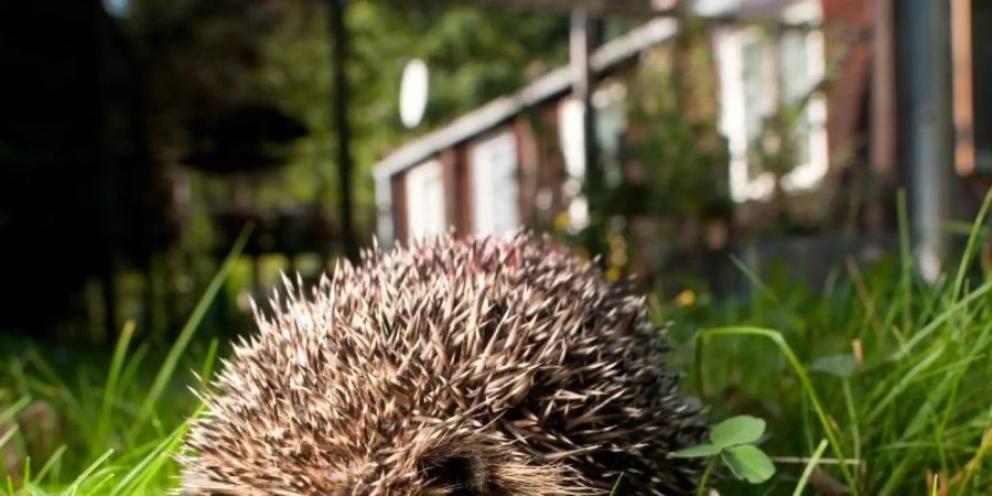 Igel sind häufiger zu Gast im Garten. Für Mähroboter sind sie im dichten Gras oftmals kein wahrzunehmendes Hindernis. Foto: Klaus-Dietmar Gabbert/dpa-tmn