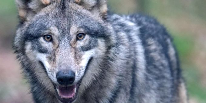 Ein Wolf hatte in St. Gallen ein Rind gerissen. (Symbolbild) wallis