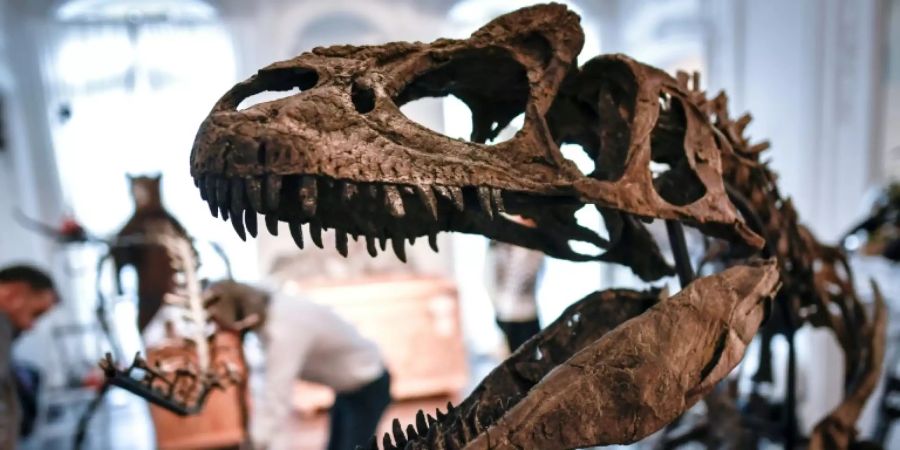 Die Dinosaurier starben vor 66 Millionen Jahren aus